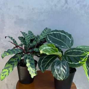 Calathea Assorted Live Plant Set - 2 Prayer Plants in 4 inch Pots - Indoor - Image 2