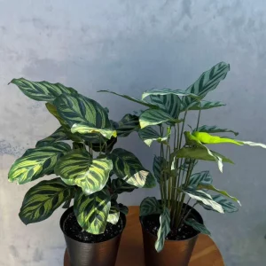 Calathea Assorted Live Plant Set - 2 Prayer Plants in 4 inch Pots - Indoor - Image 4