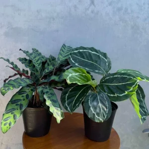 Calathea Assorted Live Plant Set - 2 Prayer Plants in 4 inch Pots - Indoor - Image 5