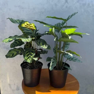 Calathea Assorted Live Plant Set - 2 Prayer Plants in 4 inch Pots - Indoor - Image 6