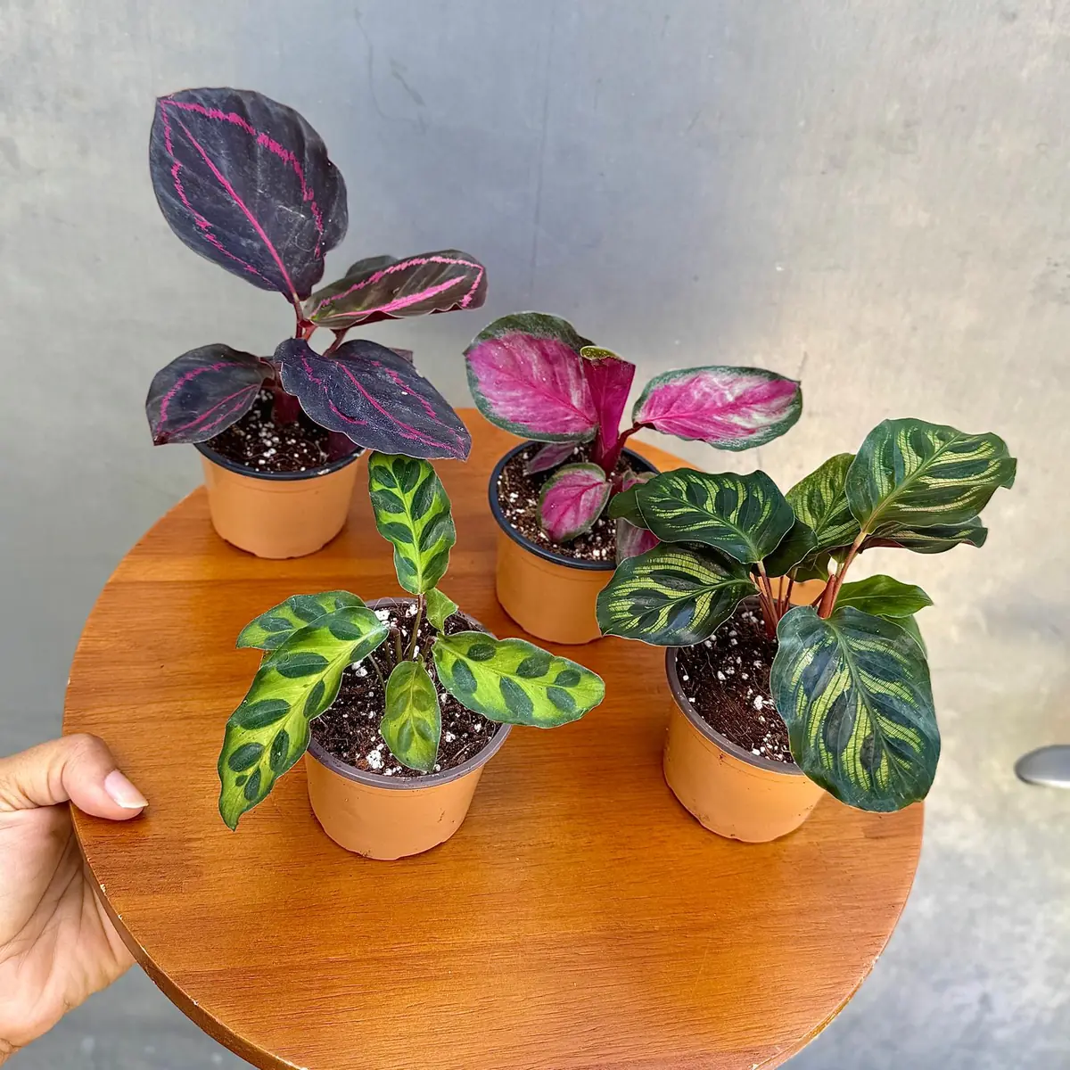 Calathea Assorted Set of 4 Live Prayer Plants - Pet-Friendly Indoor Houseplants - Image 3
