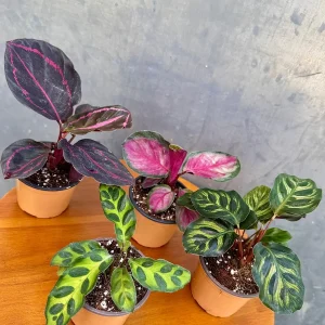 Calathea Assorted Set of 4 Live Prayer Plants - Pet-Friendly Indoor Houseplants - Image 6