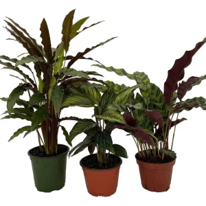 Calathea Assortment Live Plant – 3 Pack in 4 inch Pots – Indoor Tropical Foliage - Image 1