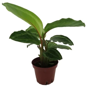 Calathea Bicajoux Live Plant – Prayer Plant – 4 inch Pot – Indoor - Image 1