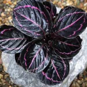 Calathea Black Rose Live Plant - 4 inch Pot Indoor Houseplant - Image 1