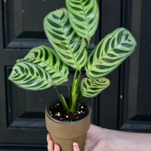 Calathea Burle Marx Live Plant – 3 inch Nursery Pot – Indoor Houseplant - Image 2