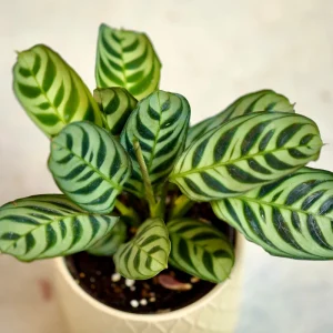 Calathea Burle Marx Live Plant - 3 inch Nursery Pot - Pet-Friendly Houseplant - Image 3