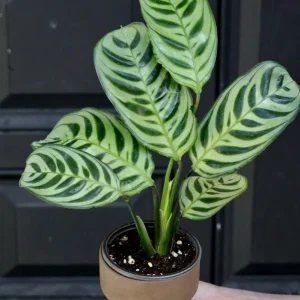 Calathea Burle Marx Live Plant – 3 inch Nursery Pot – Indoor Houseplant - Image 3