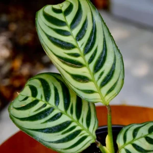 Calathea Burle Marx Live Plant – 3 inch Nursery Pot – Indoor Houseplant - Image 4
