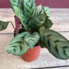Calathea Burle Marx Live Plant - Fishbone Prayer Plant in 4" Pot Indoor - Image 1