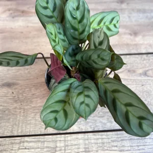 Calathea Burle Marx Live Plant - Fishbone Prayer Plant in 4