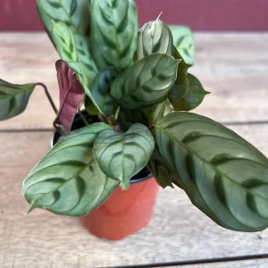 Calathea Burle Marx Live Plant - Fishbone Prayer Plant in 4