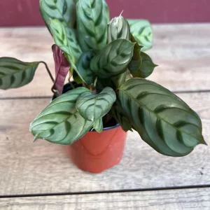 Calathea Burle Marx Live Plant - Fishbone Prayer Plant in 4