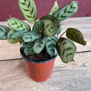 Calathea Burle Marx Live Plant - Fishbone Prayer Plant in 4