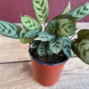 Calathea Burle Marx Live Plant - Fishbone Prayer Plant in 4