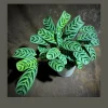 Calathea Burle Marx Live Plant in 6 inch Pot - Potted Houseplant, Air Purifier - Image 1