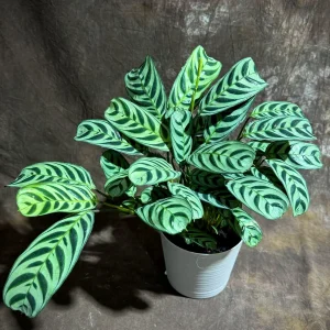 Calathea Burle Marx Live Plant in 6 inch Pot - Potted Houseplant, Air Purifier - Image 2