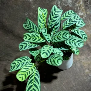 Calathea Burle Marx Live Plant in 6 inch Pot - Potted Houseplant, Air Purifier - Image 4