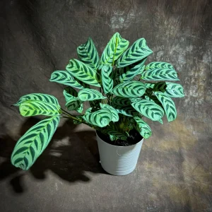 Calathea Burle Marx Live Plant in 6 inch Pot - Potted Houseplant, Air Purifier - Image 7