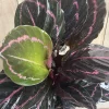Calathea Dottie Live Plant – 6-inch Potted Houseplant – Pink & Black Foliage Indoor - Image 1