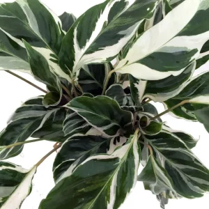 Calathea Fusion White Live Plant – Easy Care Houseplant – 4 inch Pot – Indoor - Image 2