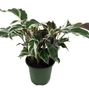 Calathea Fusion White Live Plant – Easy Care Houseplant – 4 inch Pot – Indoor - Image 1