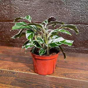Calathea Fusion White Live Plant, Variegated Indoor Houseplant, 4 inch Nursery Pot - Image 2