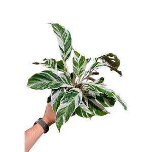 Calathea Fusion White Live Plant, Variegated Indoor Houseplant, 4 inch Nursery Pot - Image 1