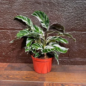 Calathea Fusion White Live Plant, Variegated Indoor Houseplant, 4 inch Nursery Pot - Image 4
