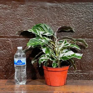 Calathea Fusion White Live Plant, Variegated Indoor Houseplant, 4 inch Nursery Pot - Image 5