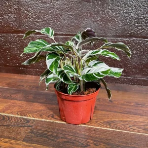 Calathea Fusion White Live Plant, Variegated Indoor Houseplant, 4 inch Nursery Pot - Image 6
