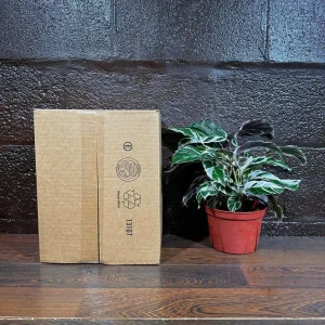 Calathea Fusion White Live Plant, Variegated Indoor Houseplant, 4 inch Nursery Pot - Image 7