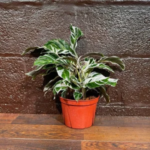 Calathea Fusion White Live Plant, Variegated Indoor Houseplant, 4 inch Nursery Pot - Image 8