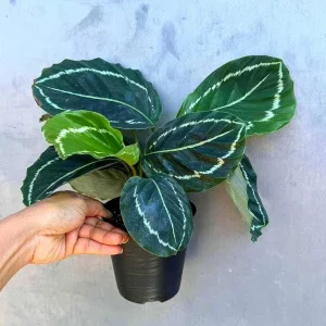 Calathea Green Lipstick Live Plant – 4 inch Potted Indoor Houseplant - Image 2