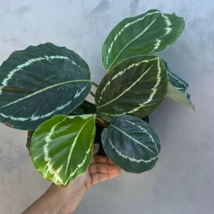 Calathea Green Lipstick Live Plant – 4 inch Potted Indoor Houseplant - Image 3
