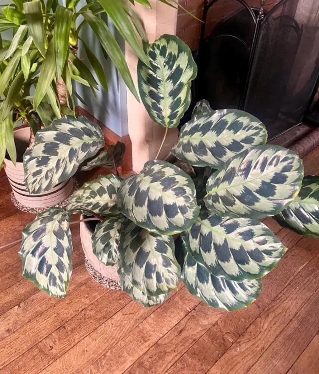 Calathea Helen Kennedy Starter Plant - Live Houseplant for Indoor Decor - Image 1