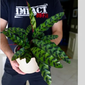 Calathea Lancifolia Live Plant – Rattlesnake Plant – 6 inch Nursery Pot – Indoor Air Purifier - Image 2