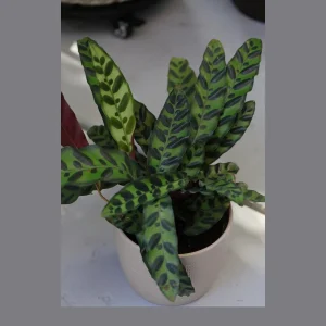 Calathea Lancifolia Live Plant – Rattlesnake Plant – 6 inch Nursery Pot – Indoor Air Purifier - Image 3