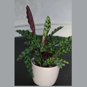 Calathea Lancifolia Live Plant – Rattlesnake Plant – 6 inch Nursery Pot – Indoor Air Purifier - Image 1