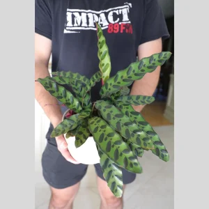 Calathea Lancifolia Live Plant – Rattlesnake Plant – 6 inch Nursery Pot – Indoor Air Purifier - Image 4