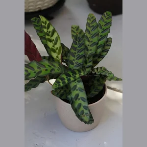 Calathea Lancifolia Live Plant – Rattlesnake Plant – 6 inch Nursery Pot – Indoor Air Purifier - Image 5