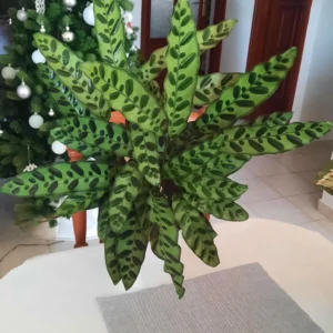 Calathea Lancifolia Rattlesnake Live Plant – Decorative Indoor Houseplant - Image 1