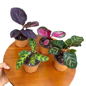 Calathea Live Plant Set Assorted - 2” Potted Prayer Plants - Calathea Roseopicta Rosy, Lancifolia, Dottie, Makoyana - Gift Houseplants - Image 2