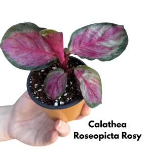 Calathea Live Plant Set Assorted - 2” Potted Prayer Plants - Calathea Roseopicta Rosy, Lancifolia, Dottie, Makoyana - Gift Houseplants - Image 3