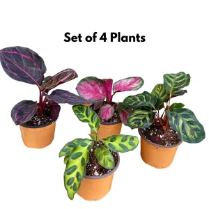 Calathea Live Plant Set Assorted - 2” Potted Prayer Plants - Calathea Roseopicta Rosy, Lancifolia, Dottie, Makoyana - Gift Houseplants - Image 1