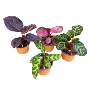 Calathea Live Plant Set Assorted - 2” Potted Prayer Plants - Calathea Roseopicta Rosy, Lancifolia, Dottie, Makoyana - Gift Houseplants - Image 5