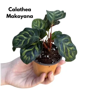 Calathea Live Plant Set Assorted - 2” Potted Prayer Plants - Calathea Roseopicta Rosy, Lancifolia, Dottie, Makoyana - Gift Houseplants - Image 8
