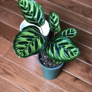 Calathea Makoyana Live Plant – Peacock Plant – 4 inch Pot – Indoor Houseplant - Image 1