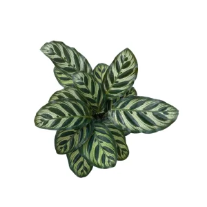 Calathea Makoyana Live Plant – Peacock Plant – 4 inch Grow Pot – Indoor Houseplant - Image 3