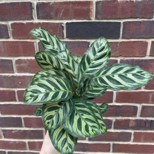 Calathea Makoyana Live Plant – Peacock Plant – 4 inch Grow Pot – Indoor Houseplant - Image 4